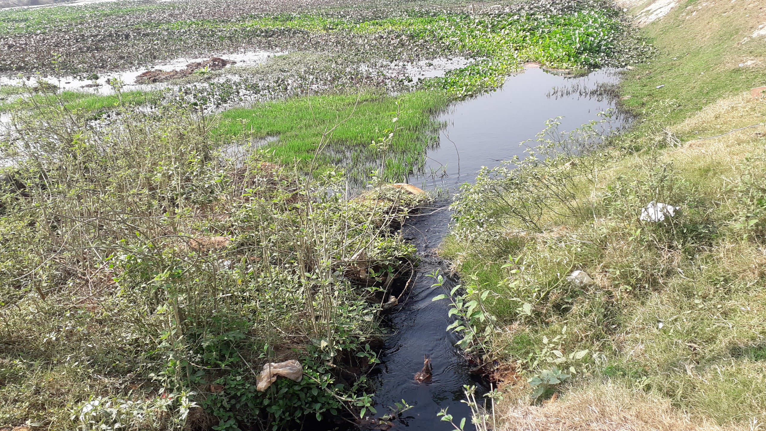 টঙ্গীতে ডাইং কারখানার দূষিত বর্জ্যে তুরাগ দূষণ