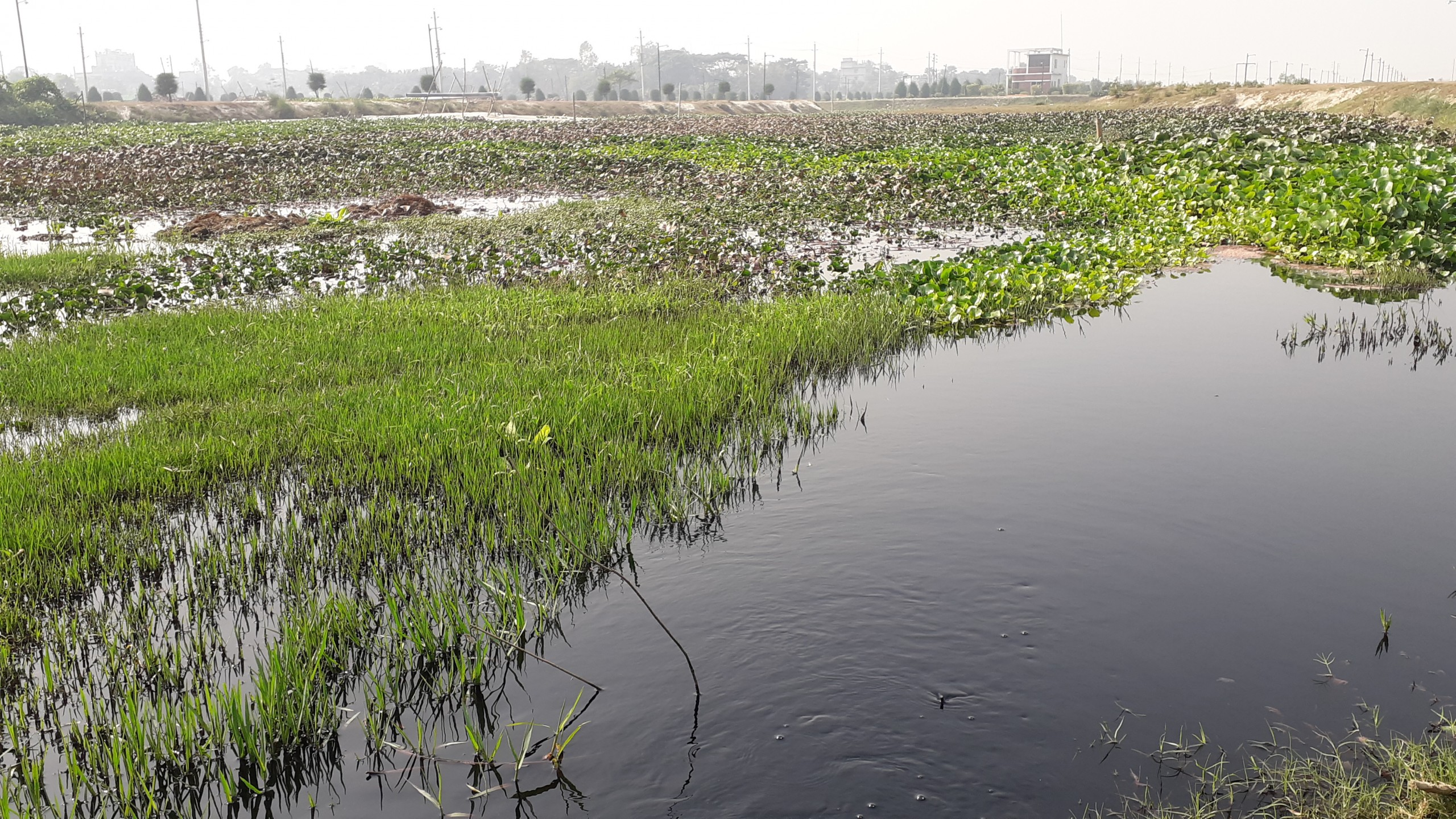 টঙ্গীতে ডাইং কারখানার দূষিত বর্জ্যে তুরাগ দূষণ