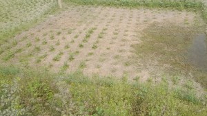 কৃষকের ক্যানভাস