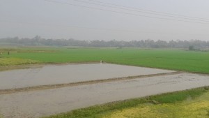 কৃষকের ক্যানভাস