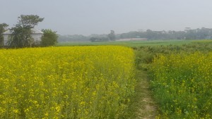 কৃষকের ক্যানভাস